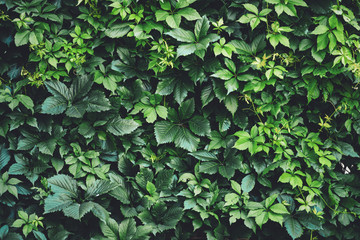 Hedge of big green leaves in spring. Green fence of parthenocissus henryana. Natural background of...