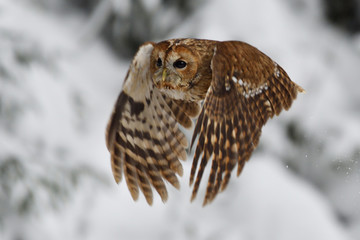 Fototapeta na wymiar Tawny owl flying in winter