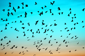 Groups of birds flying at sunset on moon background. Birds silhouettes in gradient sunrise sky. Lunation. Lunar month. Glowing multicolor dawn sky. Many birds migrate south in autumn.