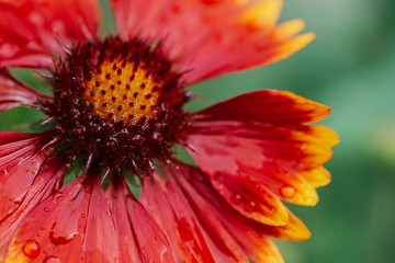 Scenic flowering gaillardia pulchella in macro. Amazing wet red yellow flower close-up with copy space. Wonderful petals with raindrops. Dew on beautiful blooming flower. Drops on plant. Rich flora.