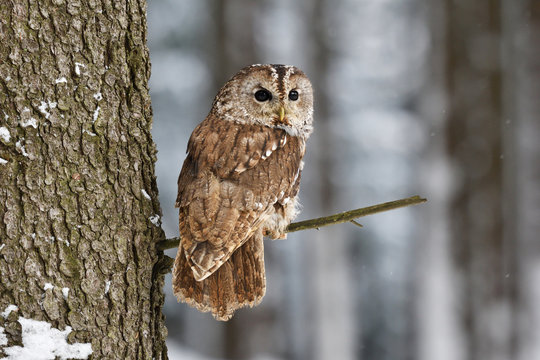 Tawny owl