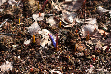 Beautiful nature background of vertical garden with green leaf