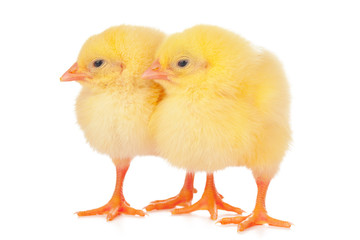 chicks in front of white background.