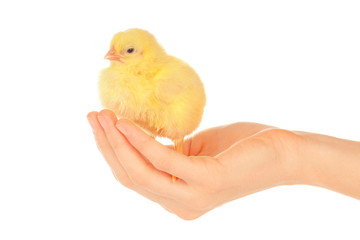 Female hands holding little chick on white background