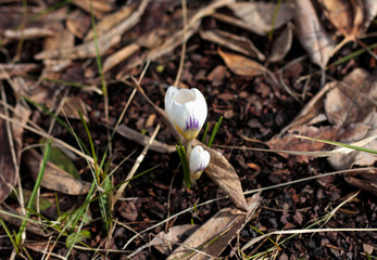 beautiful flowers in nature in the botanical garden