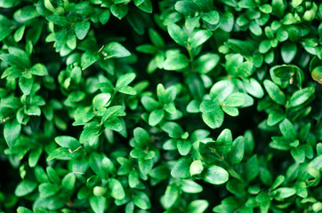Fototapeta na wymiar Green Leaves Plant Texture. Floral Blank Background