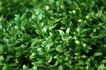 Fototapeta na wymiar Green Leaves Plant Texture. Floral Blank Background