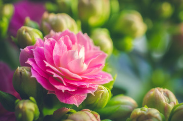 Pink flower of Kalanchoe flower in bloom