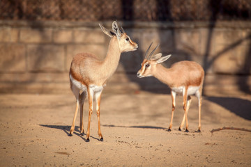 two young antelopes in the zoo