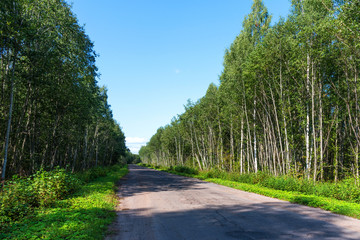 Broken empty asphalt country road surrounded by trees in sunny summer day. Road with holes in the green wood. A hole in the road.