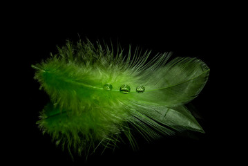 Green feather with drops of water on a mirror