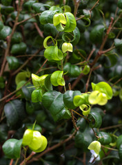 Beautiful nature background of vertical garden with green leaf