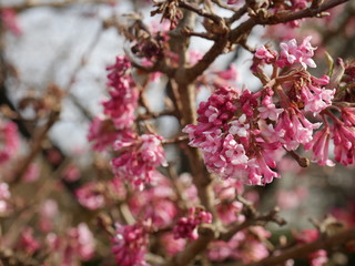 Frühlingsblüten