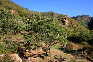 Mountain natural scenery