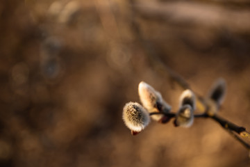 Willow branches with buds in early spring, selective focus, pussy, catkins, spring background.