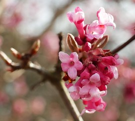 Frühlingsblüten
