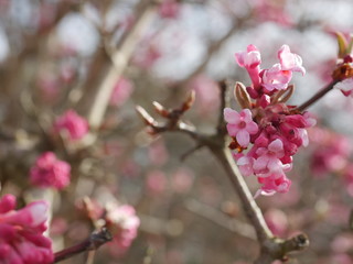 Frühlingsblüten