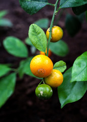 beautiful flowers in nature in the botanical garden