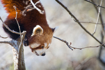 Red panda portrait