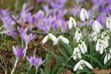 Schneegl&ouml;ckchen und Krokusse