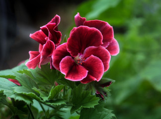 beautiful flowers in nature in the botanical garden