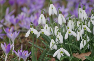 Schneeglöckchen und Krokusse