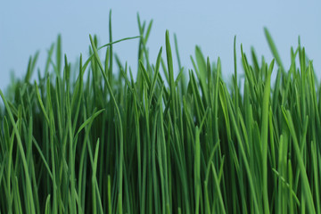 background of sprout green wheat