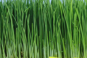 background of sprout green wheat