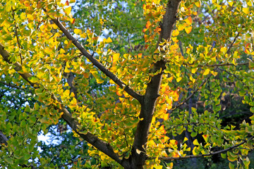 Ginkgo leaves in the wild
