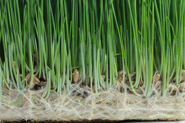 background of sprout green wheat