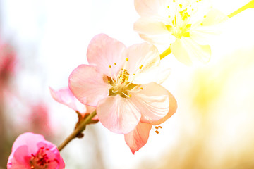 Obraz na płótnie Canvas A branch of peach blossom in spring