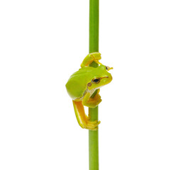 Tree frog on a plant