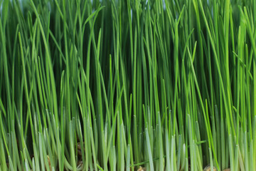 Fototapeta na wymiar background of sprout green wheat