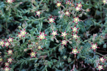 Beautiful nature background of vertical garden with green leaf