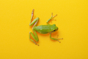 Green tree frog
