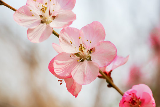 A branch of peach blossom in spring