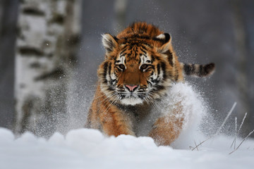 Siberian tiger running