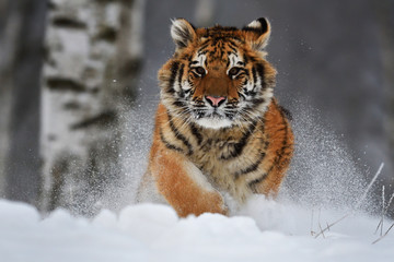 Siberian tiger running