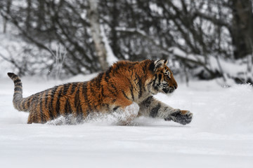 Fototapeta na wymiar Siberian tiger running