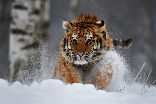 Siberian Tiger Running