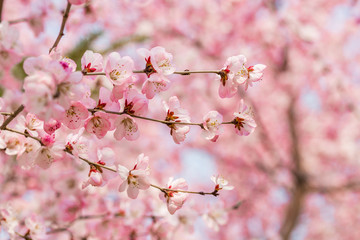 Peach blossom.