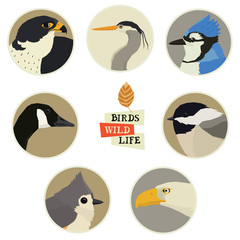 Vector illustration of birds in round frames