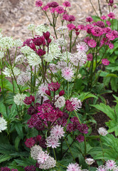 beautiful flowers in nature in the botanical garden