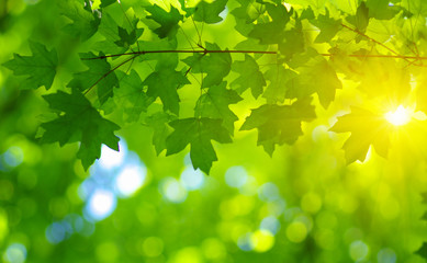  Green leaves on the sun.