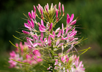 beautiful flowers in nature in the botanical garden