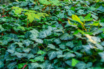 Ivy Texture Blank Background. Abstract Green Floral Background