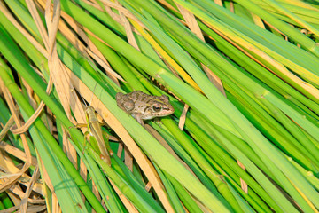 frog and grasshopper on plant
