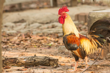 Bantams