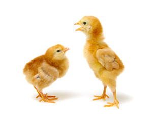 cute little newborn chickens