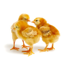  little newborn chickens isolated on white background
